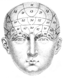phrenology head